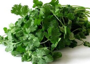 Tại sao đàn ông nên ăn ít rau mùi? Đọc xong 4 điểm này, có thể bạn sẽ hiểu, biết sớm thì lợi!