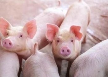 Ăn nhiều thịt lợn có tốt không? 3 loại thịt này ăn ít càng tốt, nhiều người không biết, rước bệnh vào người